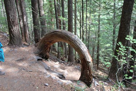 bendingtree .